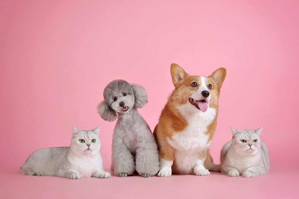 Les étapes essentielles pour adopter un animal en refuge