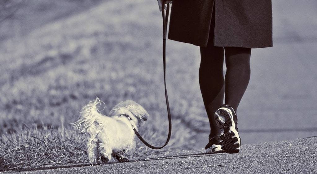Trouver des conseils pour les propriétaires de chien